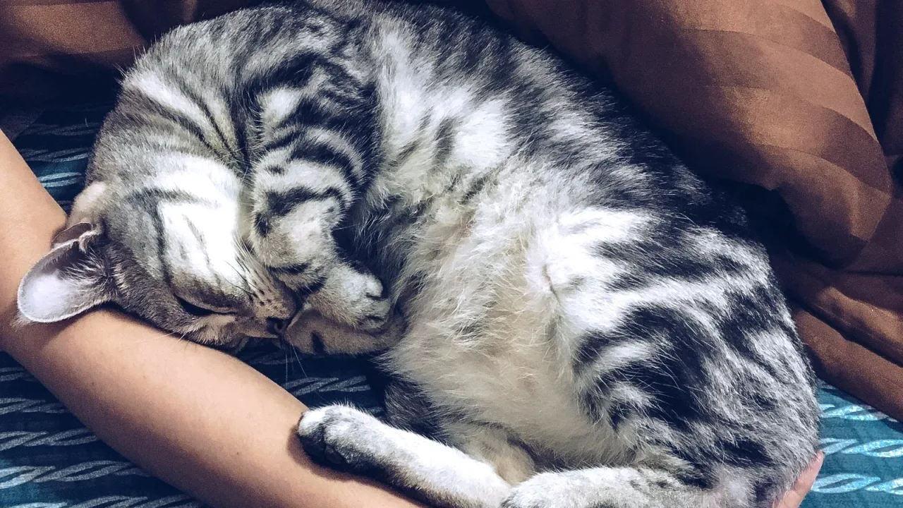 Yatakta sahibinin kolunda kıvrılıp uyuyan tekir kedi